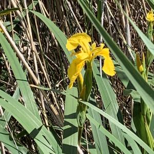 Photographie n°2560687 du taxon Iris pseudacorus L. [1753]