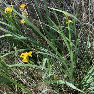 Photographie n°2560688 du taxon Iris pseudacorus L. [1753]