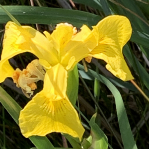 Photographie n°2560689 du taxon Iris pseudacorus L. [1753]