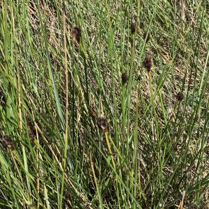 Photographie n°2560826 du taxon Schoenus nigricans L. [1753]