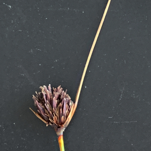 Photographie n°2560827 du taxon Schoenus nigricans L. [1753]