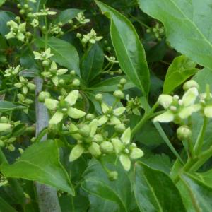 Photographie n°2560863 du taxon Euonymus europaeus L. [1753]