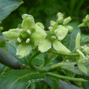 Photographie n°2560864 du taxon Euonymus europaeus L. [1753]