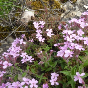 Photographie n°2560866 du taxon Saponaria ocymoides L.