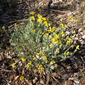 Photographie n°2560993 du taxon Coronilla minima L.