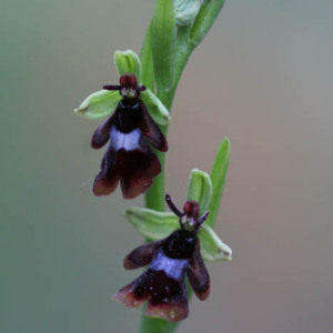  - Ophrys insectifera L.