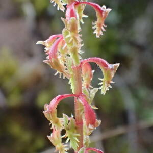 Photographie n°2561055 du taxon Rumex bucephalophorus subsp. gallicus (Steinh.) Rech.f.