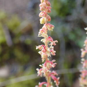 Photographie n°2561056 du taxon Rumex bucephalophorus subsp. gallicus (Steinh.) Rech.f.