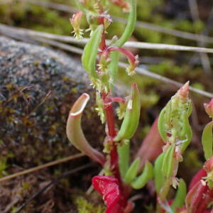  - Rumex bucephalophorus subsp. gallicus (Steinh.) Rech.f.