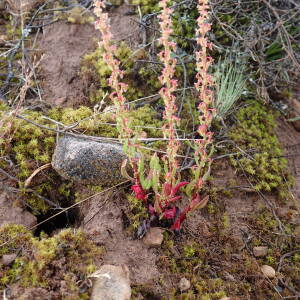 Photographie n°2561058 du taxon Rumex bucephalophorus subsp. gallicus (Steinh.) Rech.f.