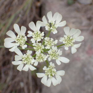 Photographie n°2561084 du taxon Orlaya grandiflora (L.) Hoffm.