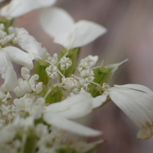 Photographie n°2561085 du taxon Orlaya grandiflora (L.) Hoffm.