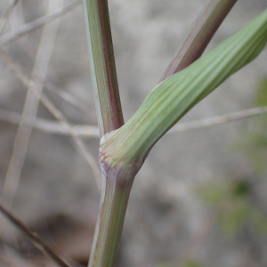 Photographie n°2561086 du taxon Orlaya grandiflora (L.) Hoffm.