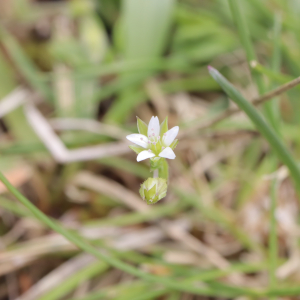 Photographie n°2561112 du taxon Arenaria serpyllifolia L. [1753]