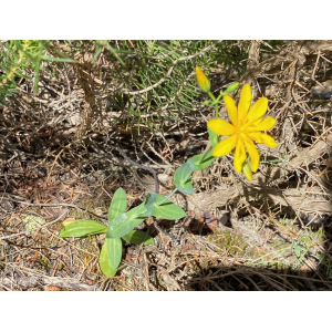 Chlora perfoliata var. grandiflora (Viv.) Griseb. (Chlore à grandes fleurs)