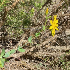  - Blackstonia grandiflora (Viv.) Pau