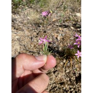 Centaurium quadrifolium subsp. barrelieri (Dufour) G.López