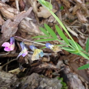 Photographie n°2561232 du taxon Lathyrus linifolius (Reichard) Bässler