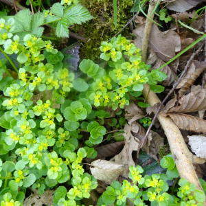 Photographie n°2561234 du taxon Chrysosplenium oppositifolium L.