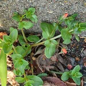 Photographie n°2561264 du taxon Lysimachia arvensis (L.) U.Manns & Anderb.