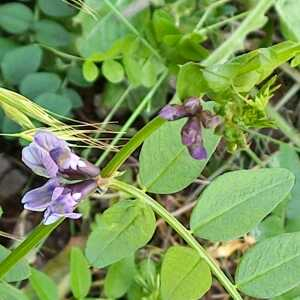 Photographie n°2561289 du taxon Vicia sepium L.