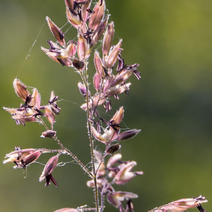 Photographie n°2561316 du taxon Holcus lanatus L.