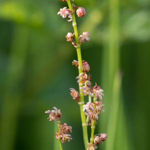 Photographie n°2561323 du taxon Rumex acetosella L. [1753]