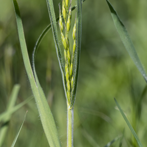 Photographie n°2561325 du taxon Poaceae