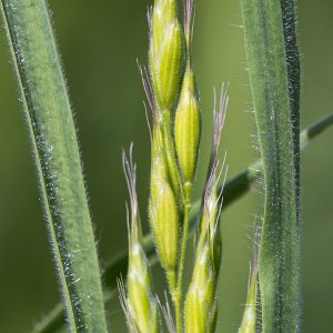 Photographie n°2561326 du taxon Poaceae