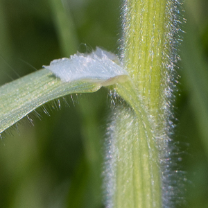 Photographie n°2561327 du taxon Poaceae