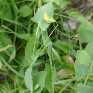 Photographie n°2561391 du taxon Lathyrus aphaca L. [1753]