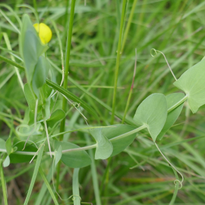 Photographie n°2561392 du taxon Lathyrus aphaca L. [1753]