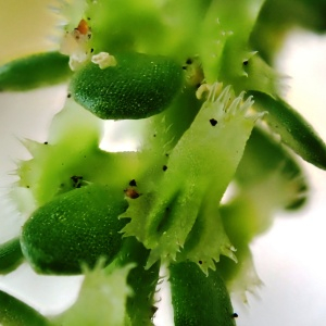 Photographie n°2561396 du taxon Valantia muralis L. [1753]