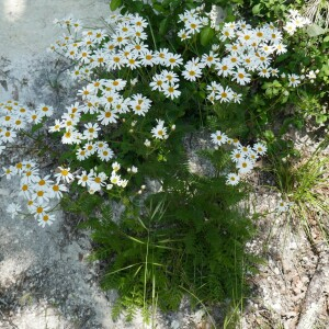 Photographie n°2561401 du taxon Tanacetum corymbosum (L.) Sch.Bip. [1844]