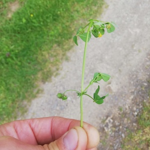 Photographie n°2561410 du taxon Medicago arabica (L.) Huds. [1762]