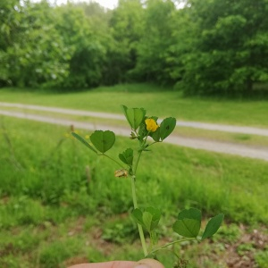 Photographie n°2561411 du taxon Medicago arabica (L.) Huds. [1762]