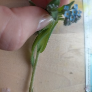 Photographie n°2561429 du taxon Myosotis arvensis (L.) Hill [1764]