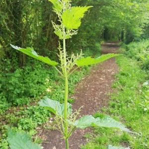 Photographie n°2561444 du taxon Urtica dioica L. [1753]