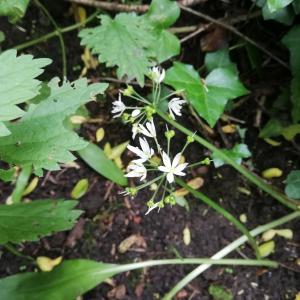 Photographie n°2561449 du taxon Allium ursinum L. [1753]