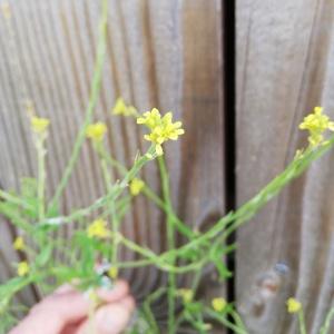 Photographie n°2561451 du taxon Sisymbrium officinale (L.) Scop. [1772]