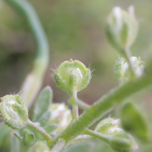 Photographie n°2561478 du taxon Alyssum alyssoides (L.) L. [1759]