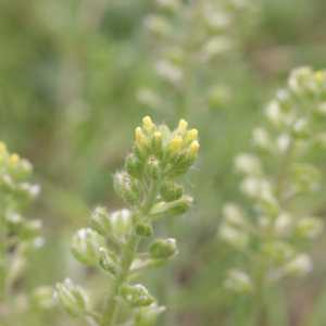 Photographie n°2561479 du taxon Alyssum alyssoides (L.) L. [1759]