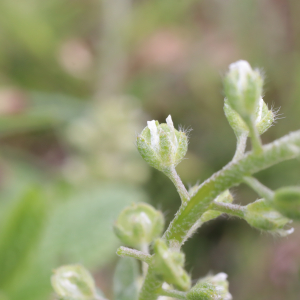 Photographie n°2561480 du taxon Alyssum alyssoides (L.) L. [1759]