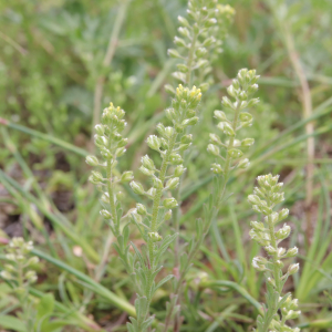 Photographie n°2561481 du taxon Alyssum alyssoides (L.) L. [1759]