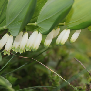 Photographie n°2561482 du taxon Polygonatum odoratum (Mill.) Druce [1906]