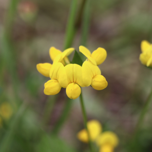 Photographie n°2561497 du taxon Hippocrepis comosa L. [1753]