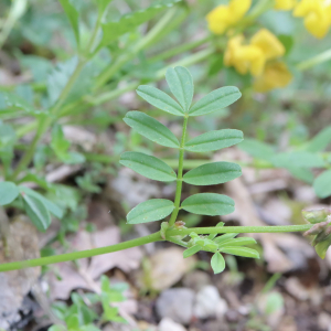 Photographie n°2561499 du taxon Hippocrepis comosa L. [1753]