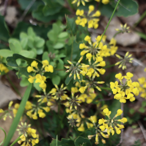 Photographie n°2561500 du taxon Hippocrepis comosa L. [1753]