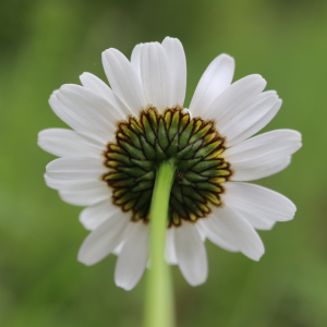 Photographie n°2561522 du taxon Leucanthemum vulgare Lam. [1779]