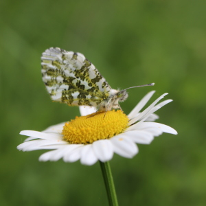 Photographie n°2561525 du taxon Leucanthemum vulgare Lam. [1779]